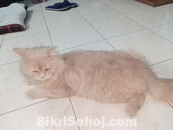 Persian cats (male or female)